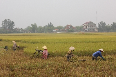 Người dân thu hoạch lúa trước bão.